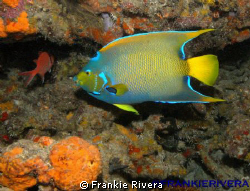 Queen Angel Fish @ Andrea's by Frankie Rivera 